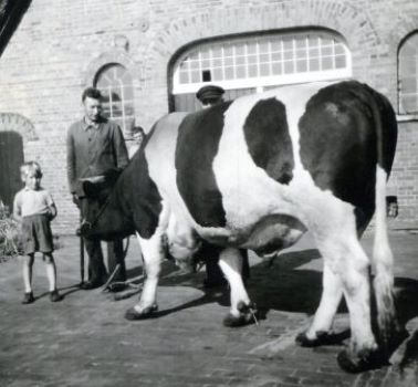<br>um 1958
